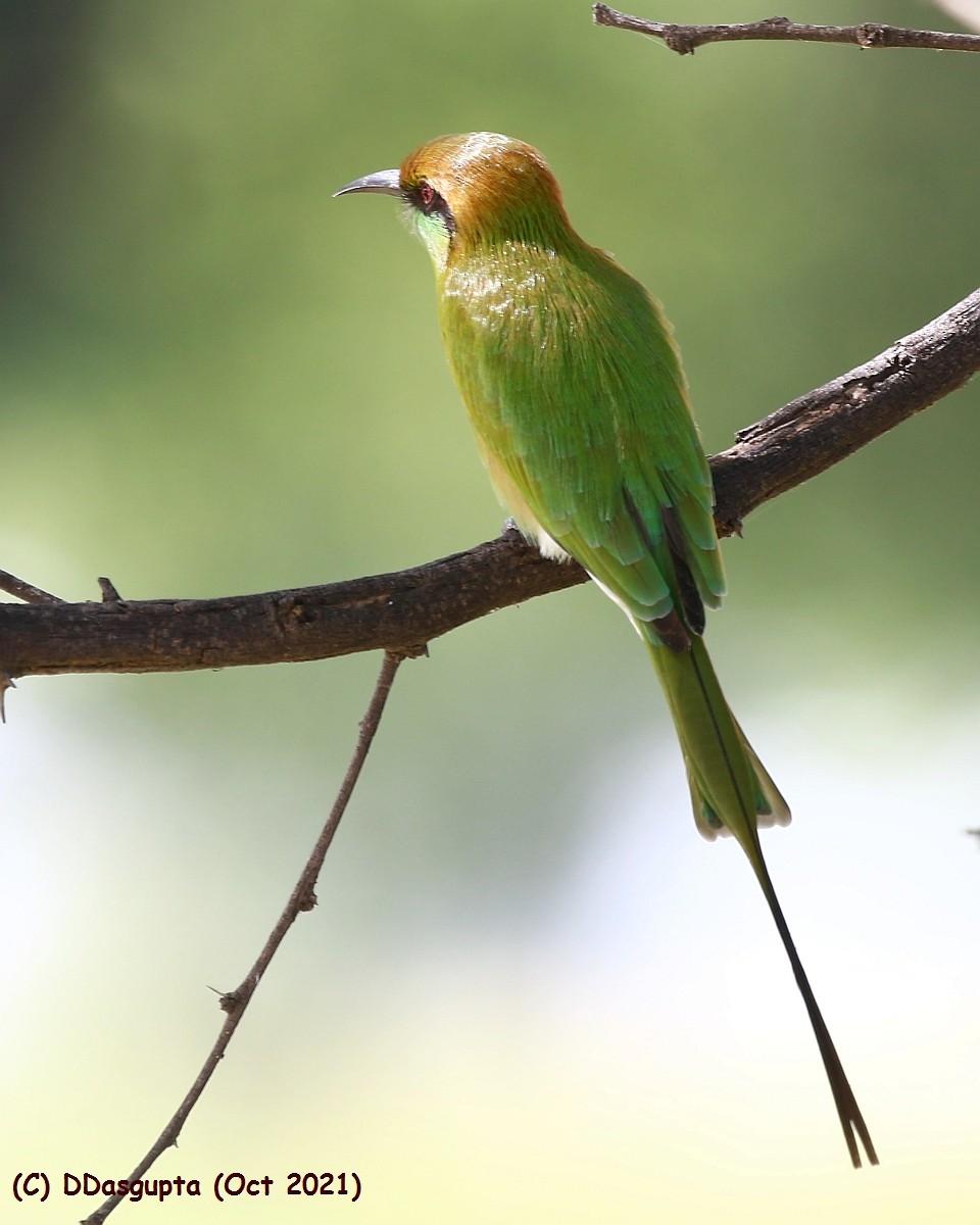 Asian Green Bee-eater - D Dasgupta