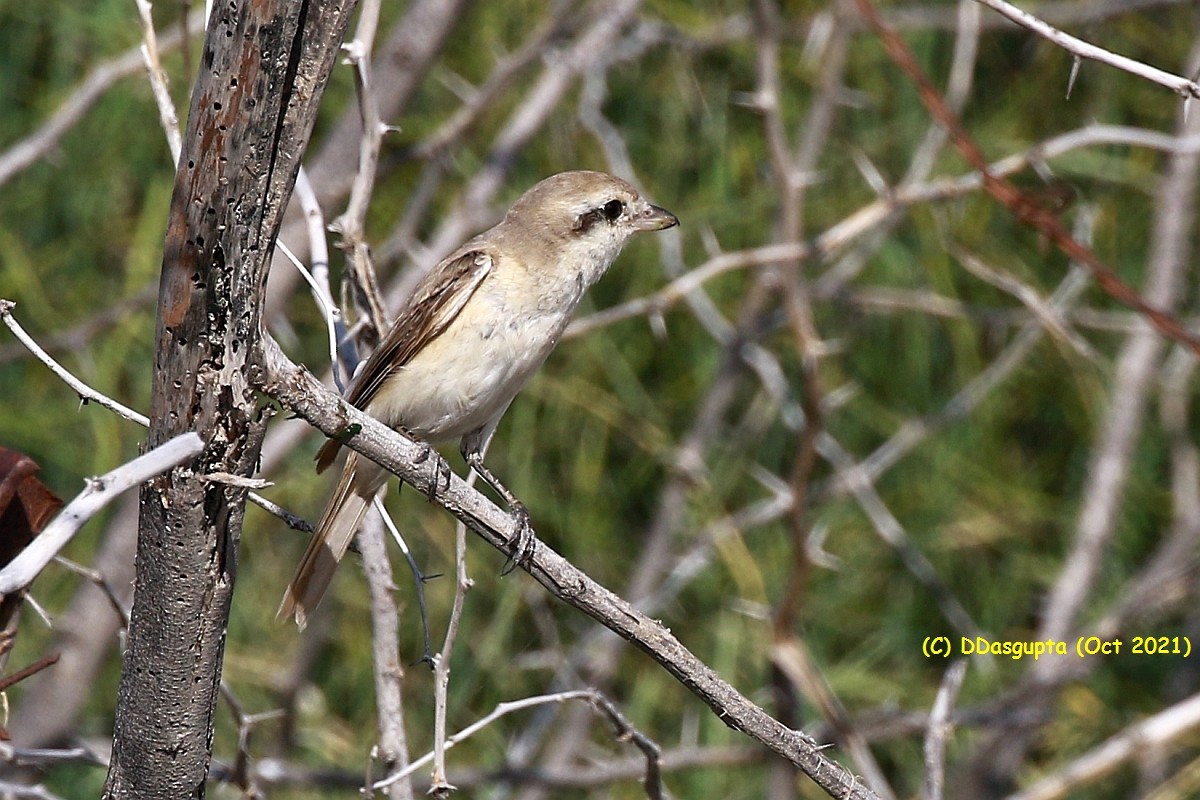 Isabelline Shrike - ML568133391