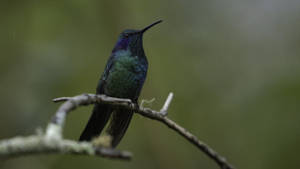 kolibřík modrouchý (ssp. cabanidis) - ML568134491
