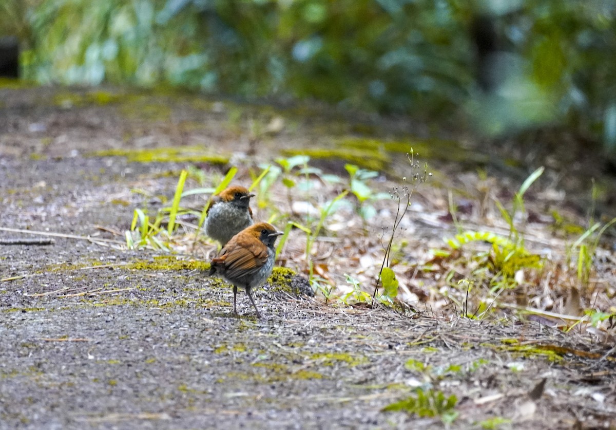 Okinawa Robin - ML568134541