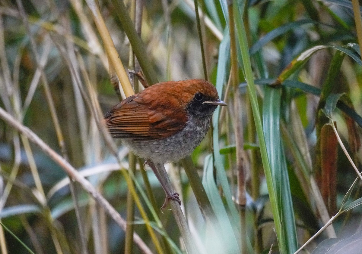 Okinawa Robin - ML568134581