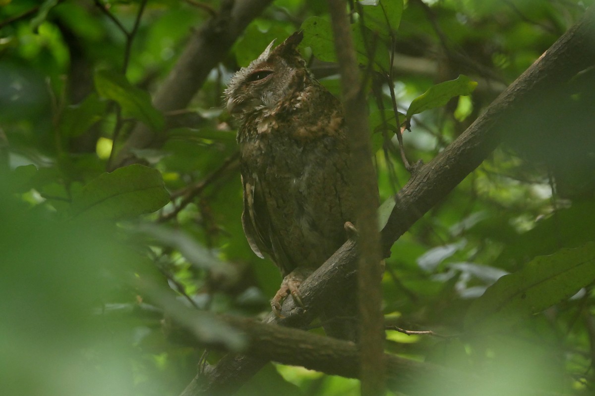 Collared Scops-Owl - ML568134651