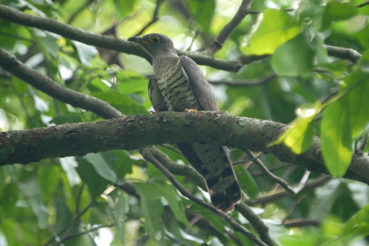 Indian Cuckoo - Sandeep Biswas