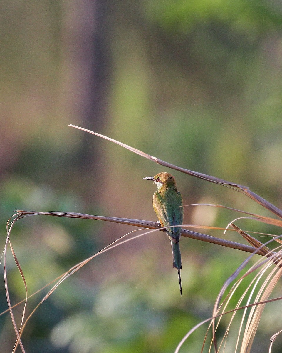 Asian Green Bee-eater - ML568135021