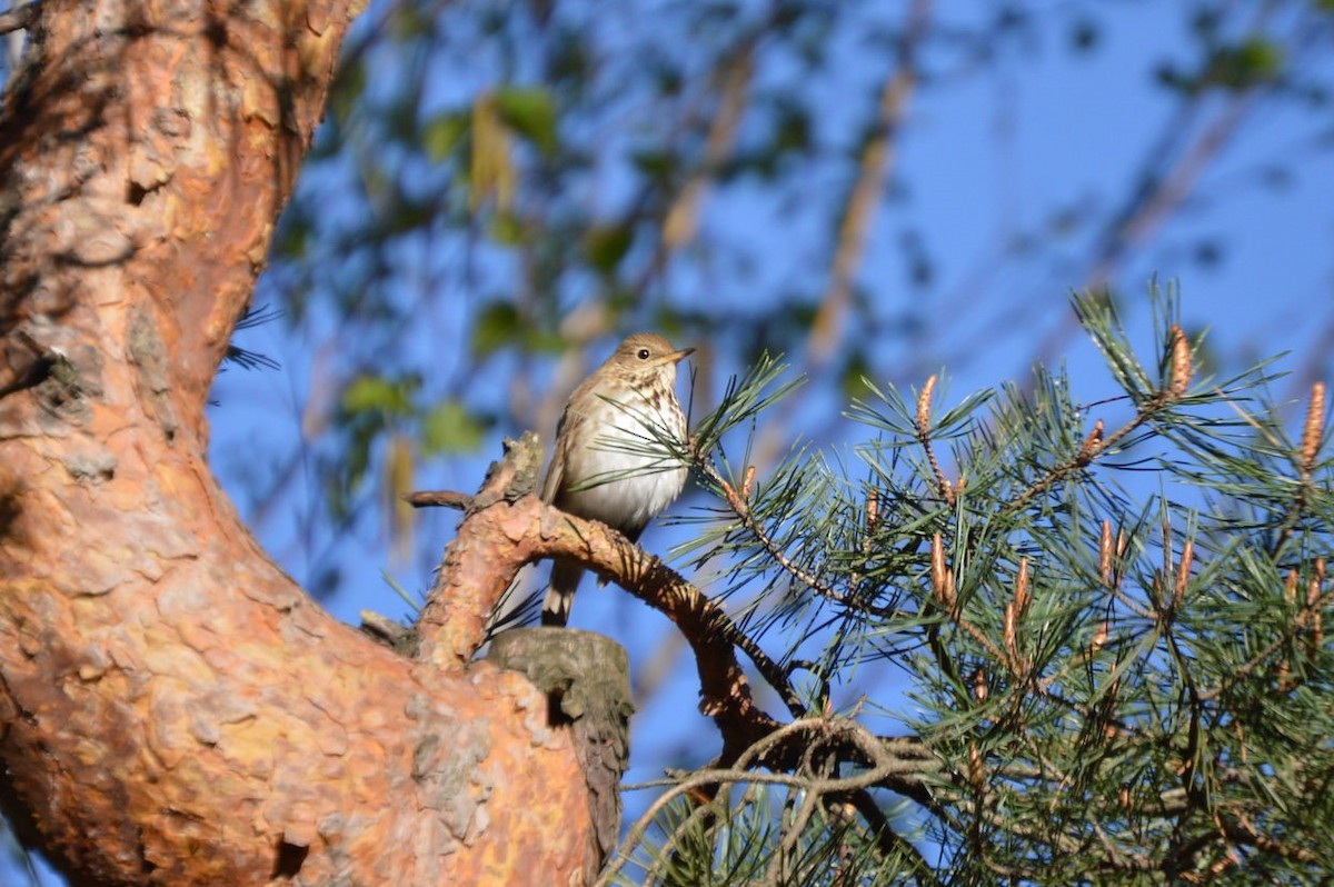 Hermit Thrush - ML56813551