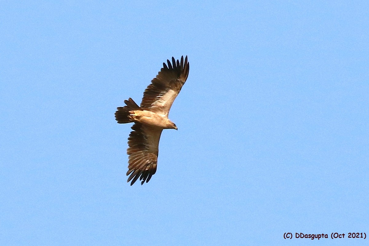 Tawny Eagle - ML568135561