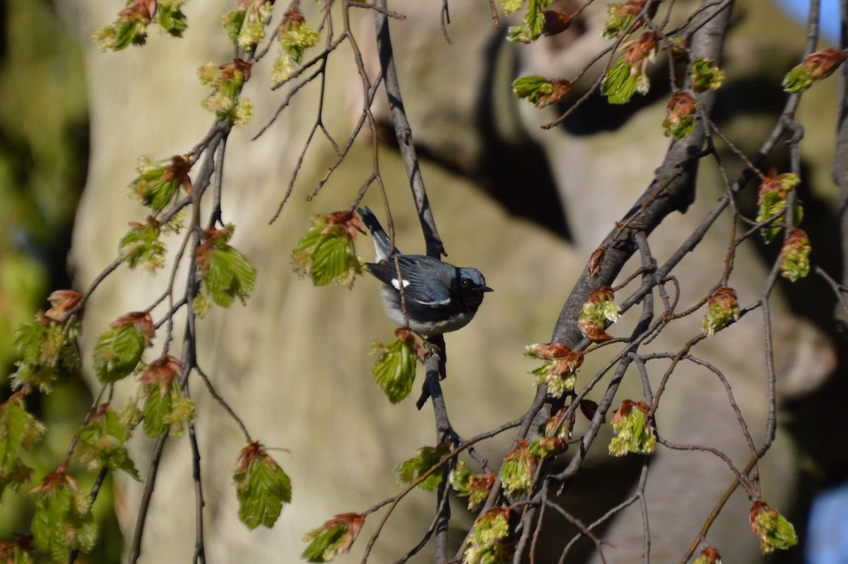 Black-throated Blue Warbler - ML56813601