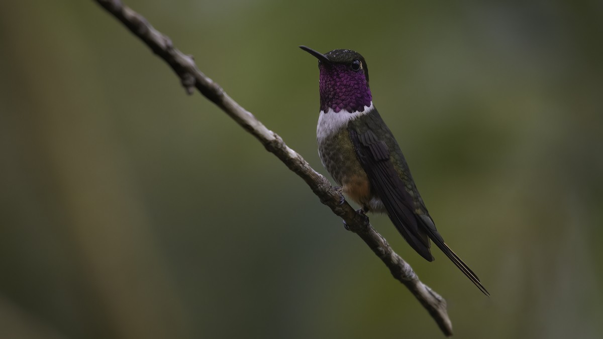 Magenta-throated Woodstar - ML568136091