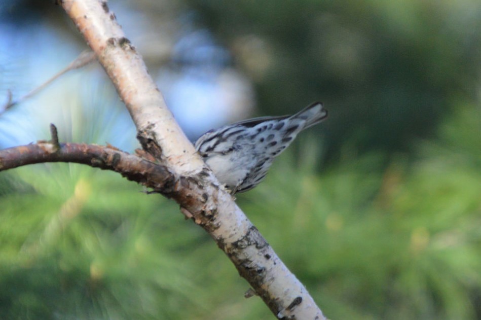 Black-and-white Warbler - ML56813661