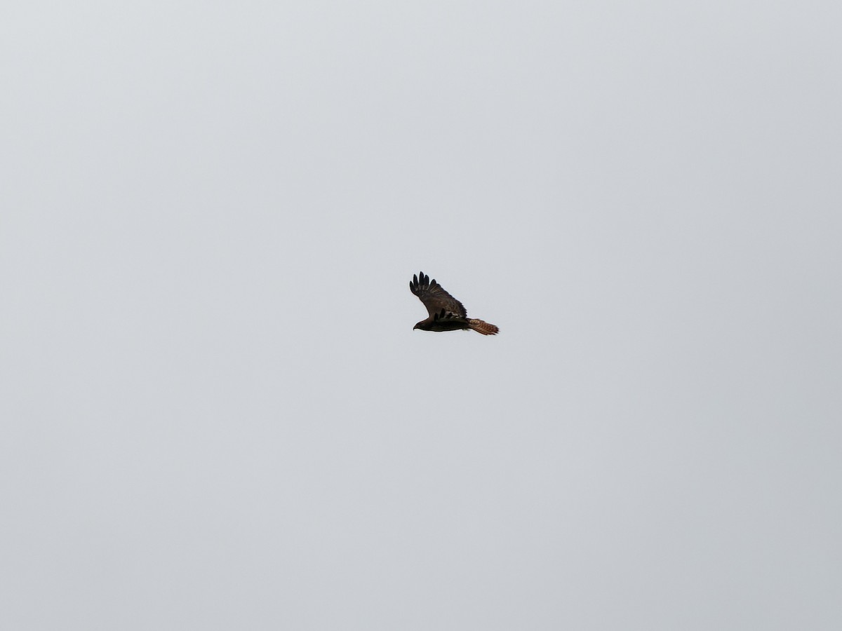 Red-tailed Hawk - ML568136661