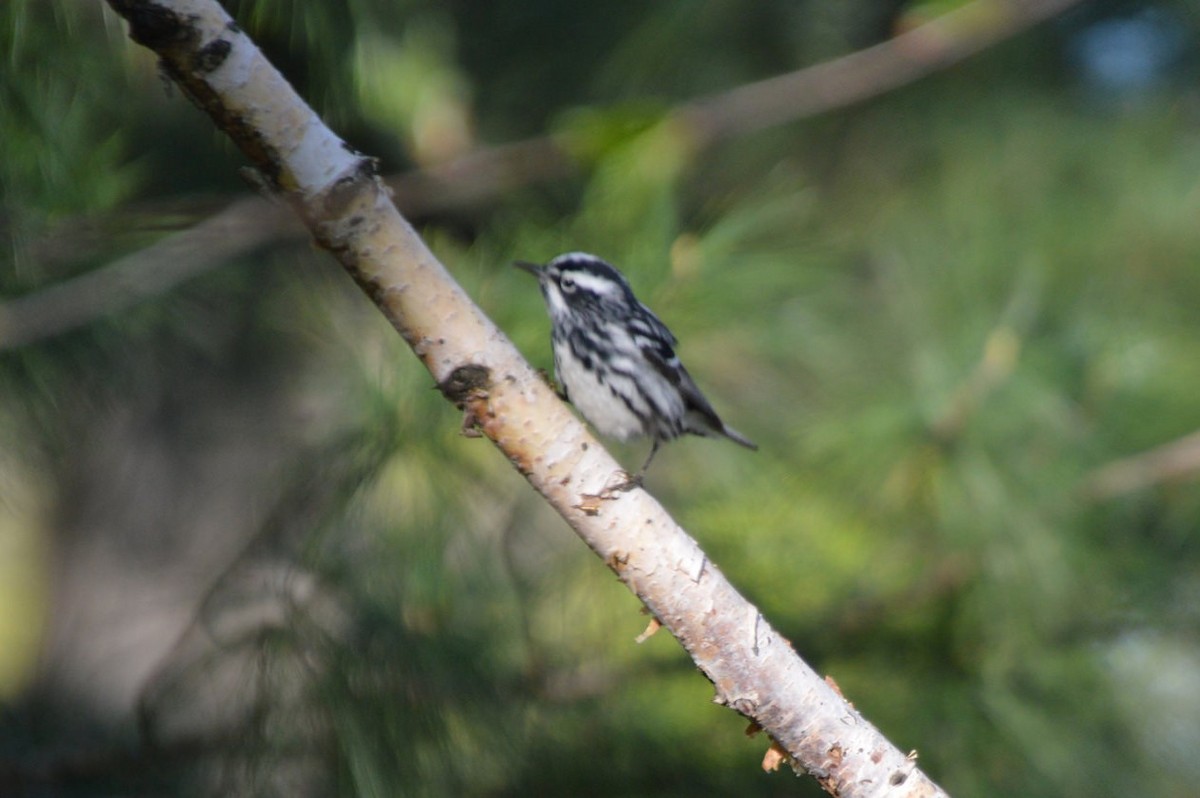 Black-and-white Warbler - ML56813671