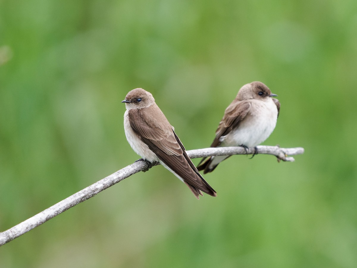 Northern Rough-winged Swallow - ML568136851