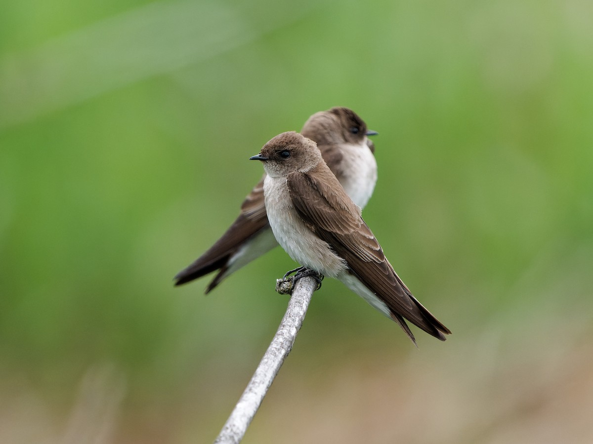 Northern Rough-winged Swallow - ML568136861