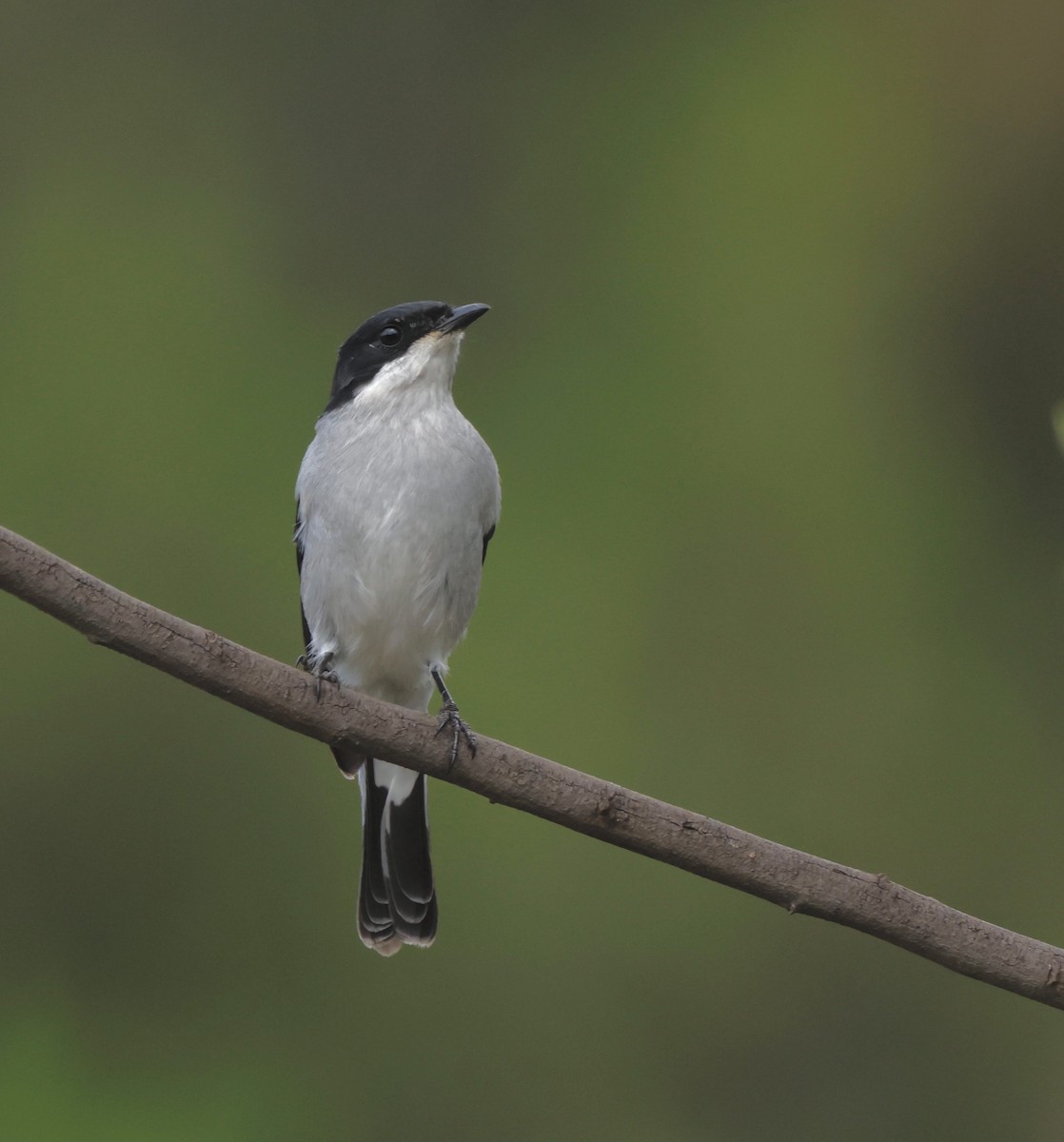 Fiscal Flycatcher - ML568137141