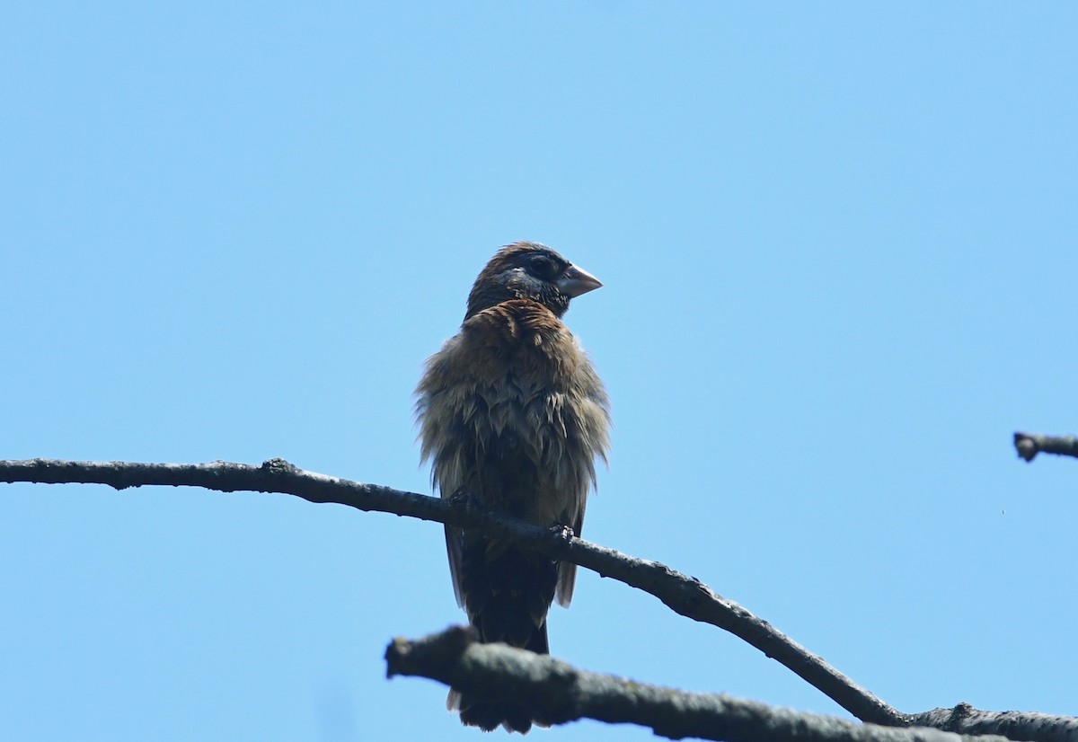 Blue Grosbeak - Peter Paul