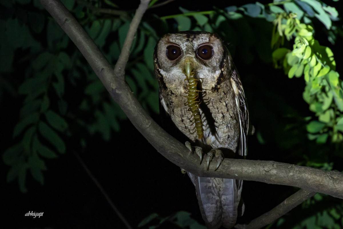 Collared Scops-Owl - ML568137741