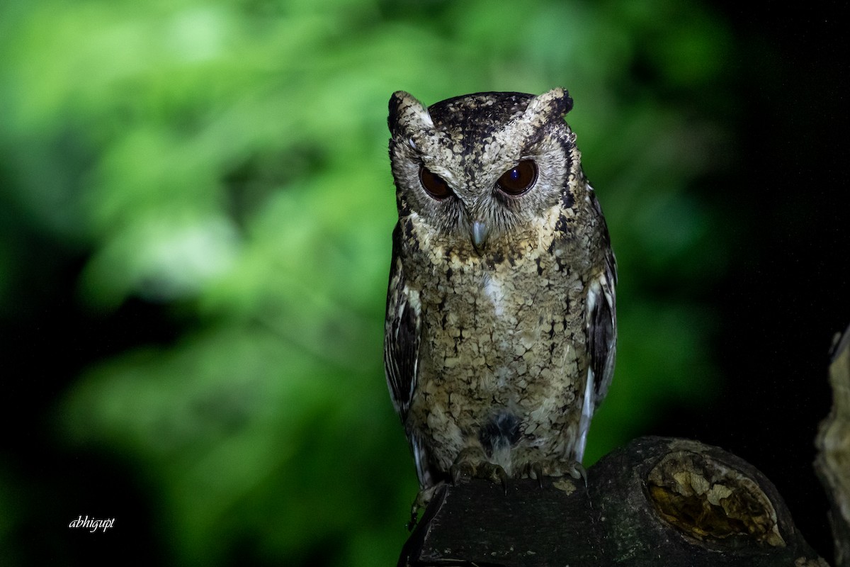Collared Scops-Owl - ML568137751