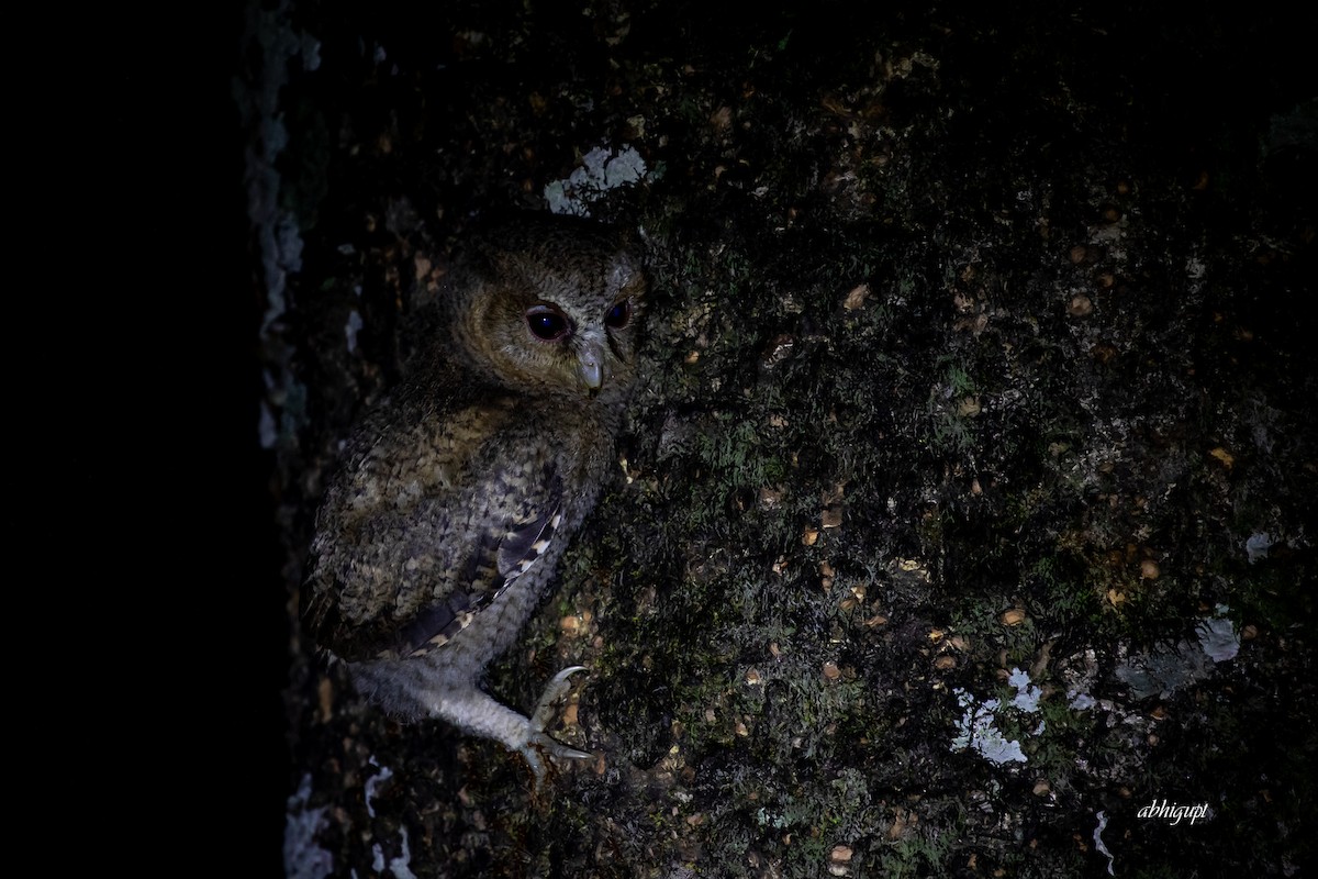 Collared Scops-Owl - ML568137761