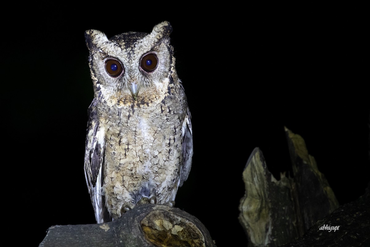 Collared Scops-Owl - ML568137771