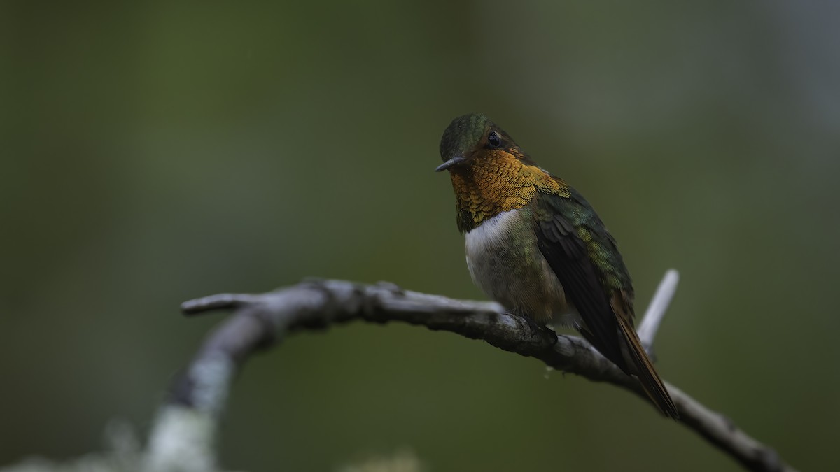 Scintillant Hummingbird - ML568138301