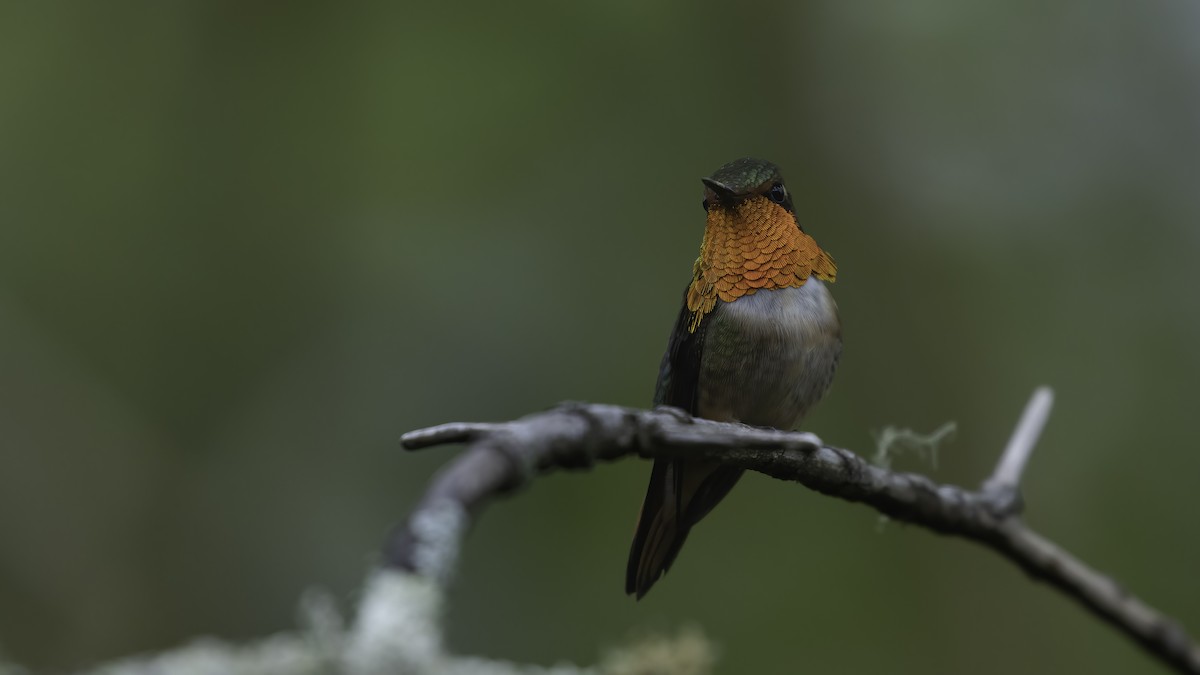 Scintillant Hummingbird - ML568138941