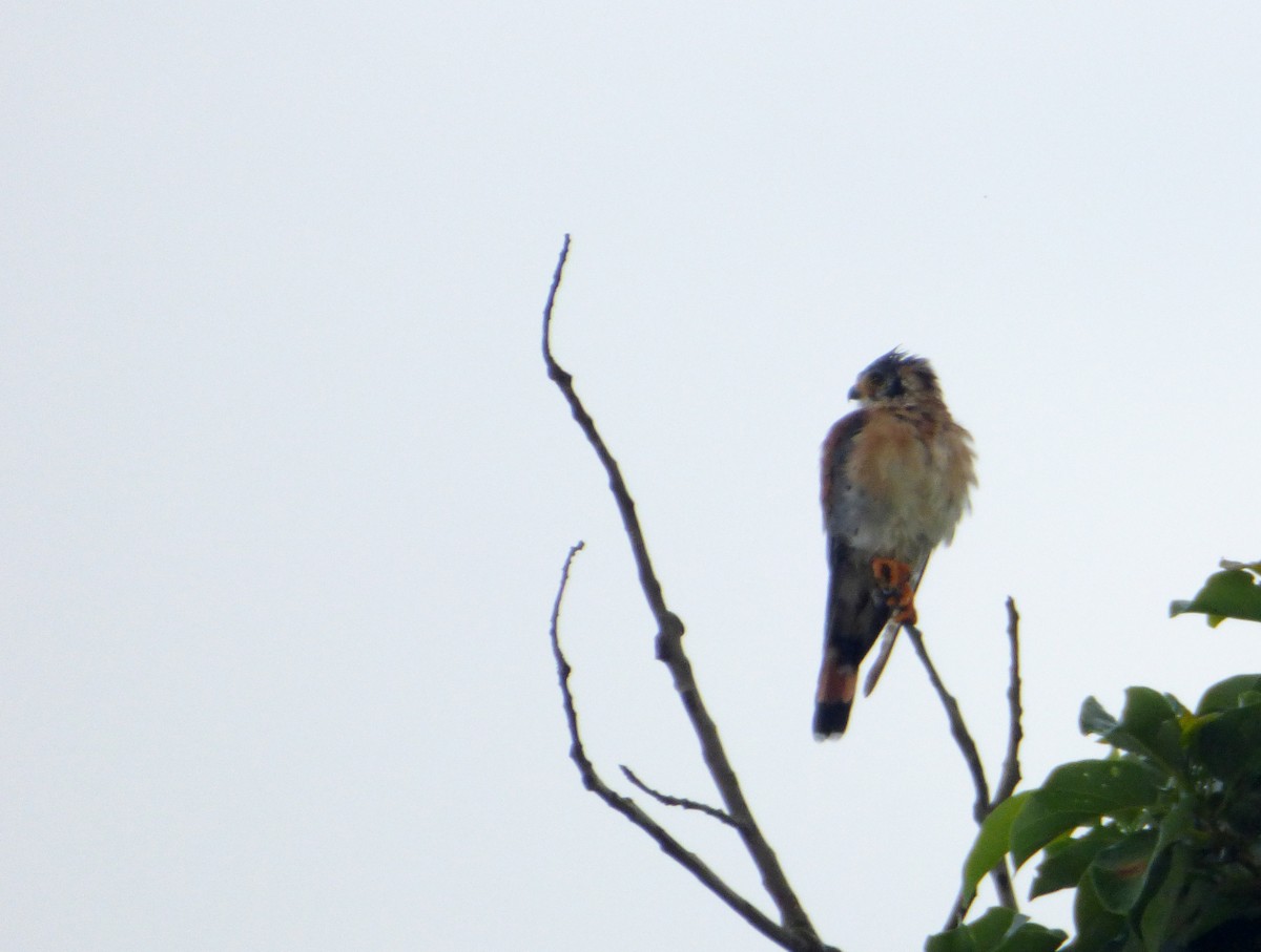 American Kestrel - ML568140201