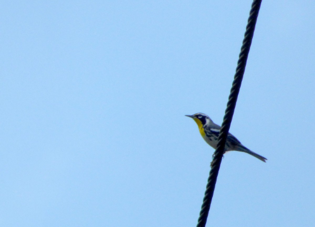 Paruline à gorge jaune - ML568140371