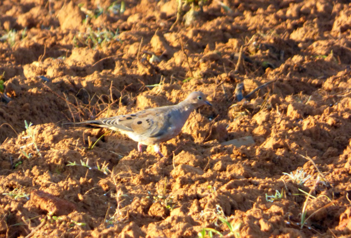 Mourning Dove - ML568140411