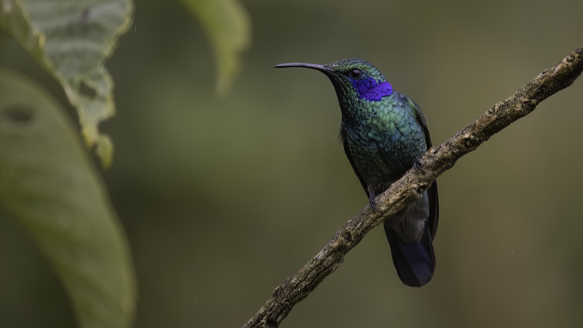 Berg-Veilchenohrkolibri (cabanidis) - ML568140441