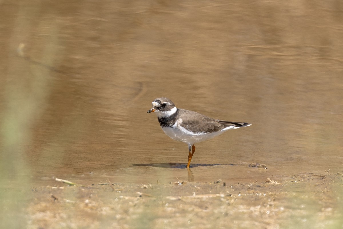 Common Ringed Plover - ML568140651