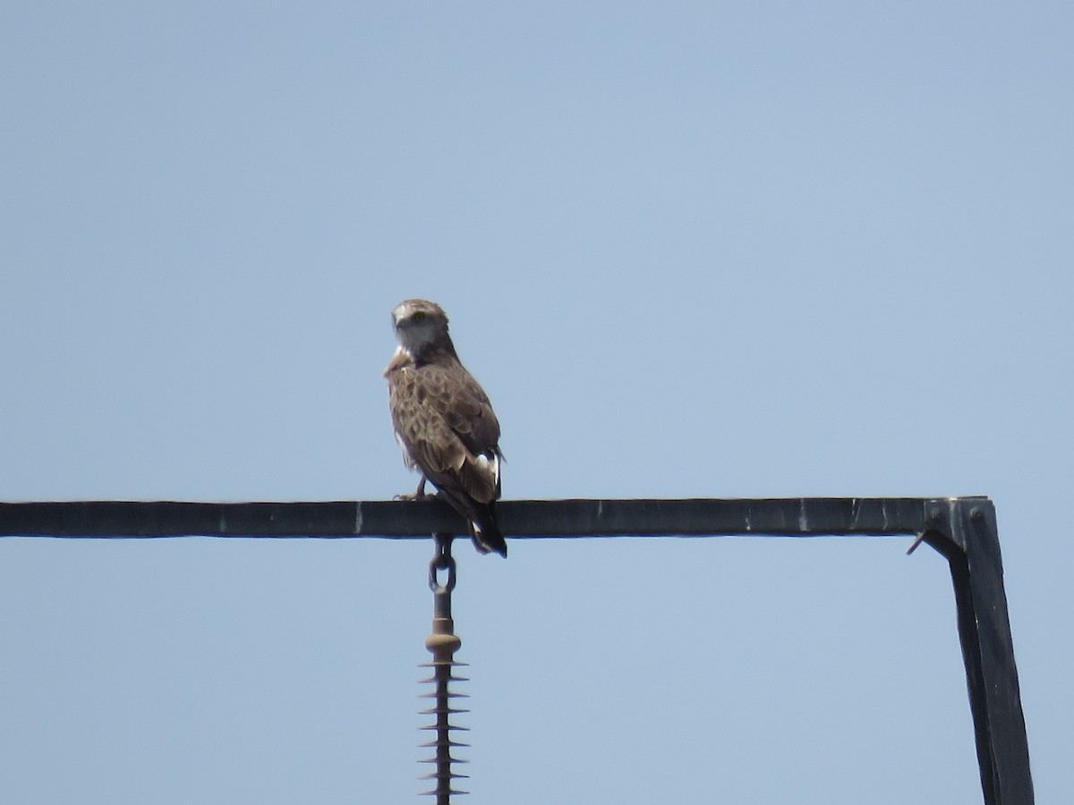 Short-toed Snake-Eagle - ML568140981