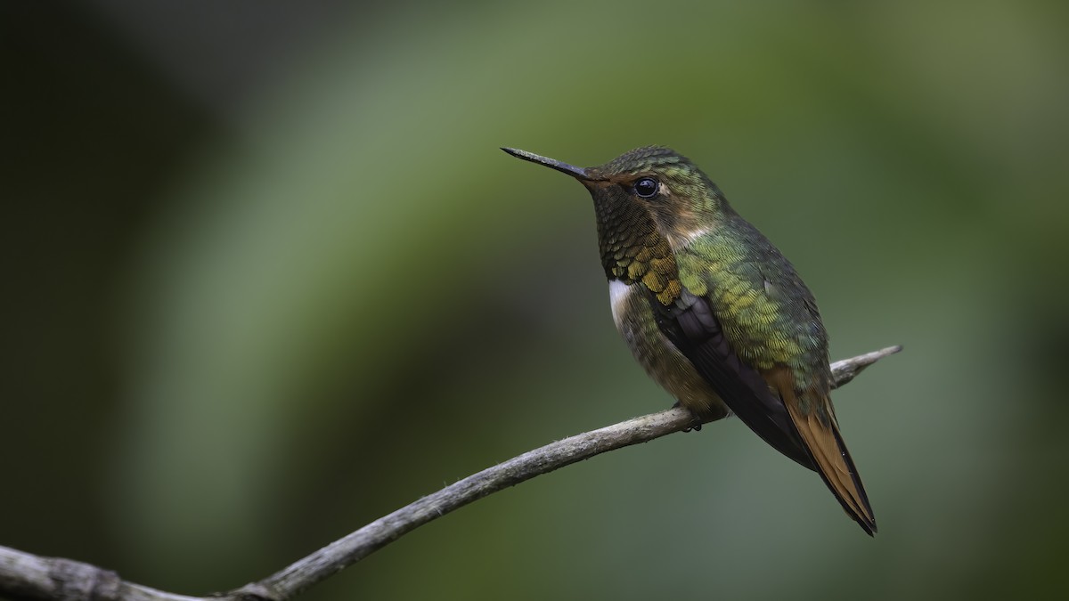 Scintillant Hummingbird - ML568141351