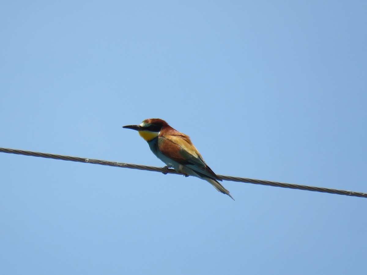 European Bee-eater - ML568141421