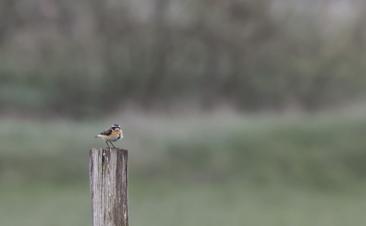 Whinchat - ML568141671