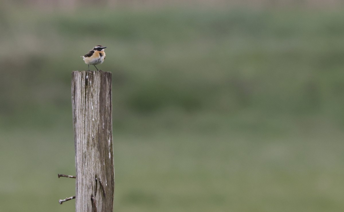 Whinchat - ML568141681