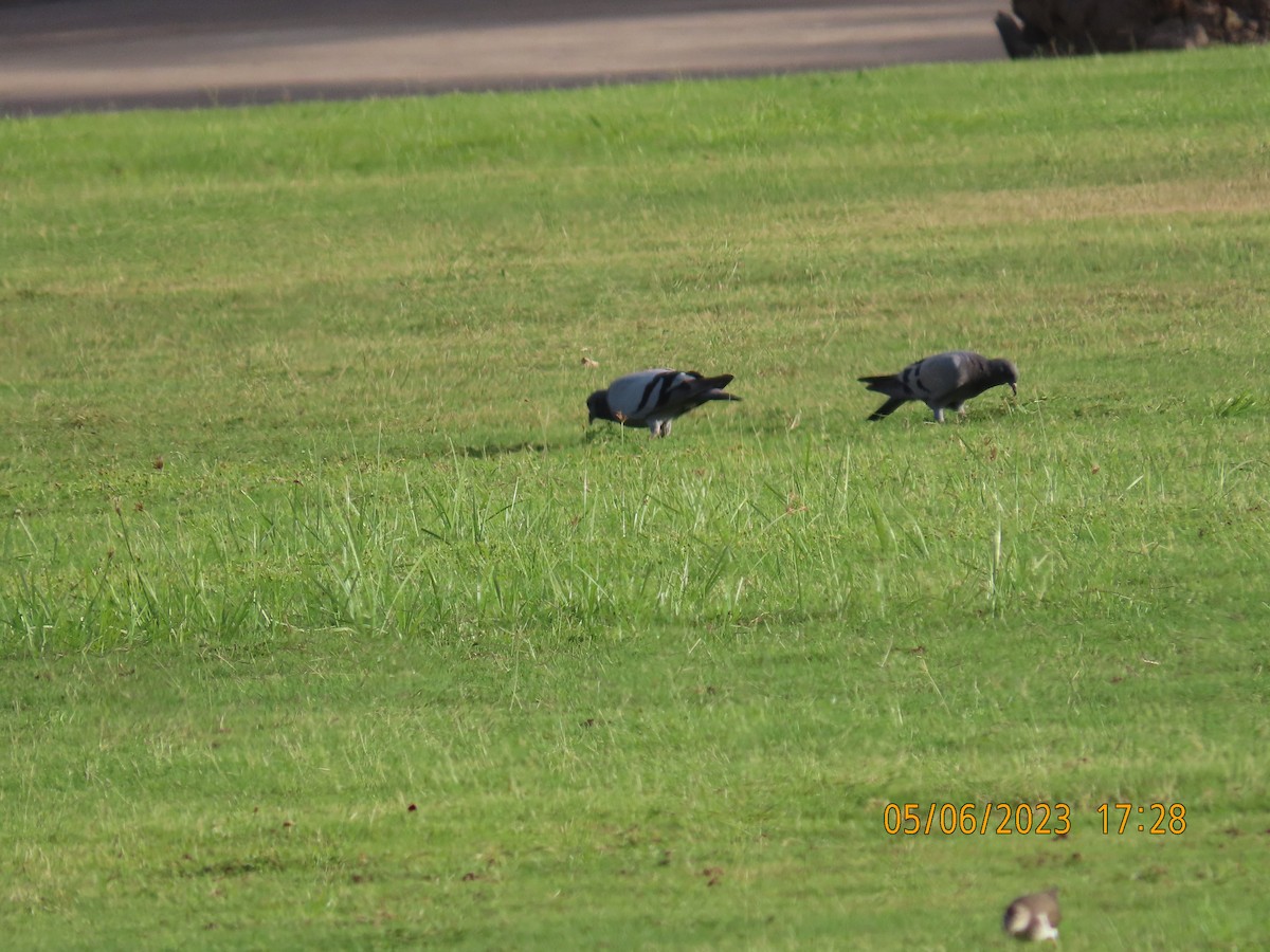 Rock Pigeon (Feral Pigeon) - ML568142021