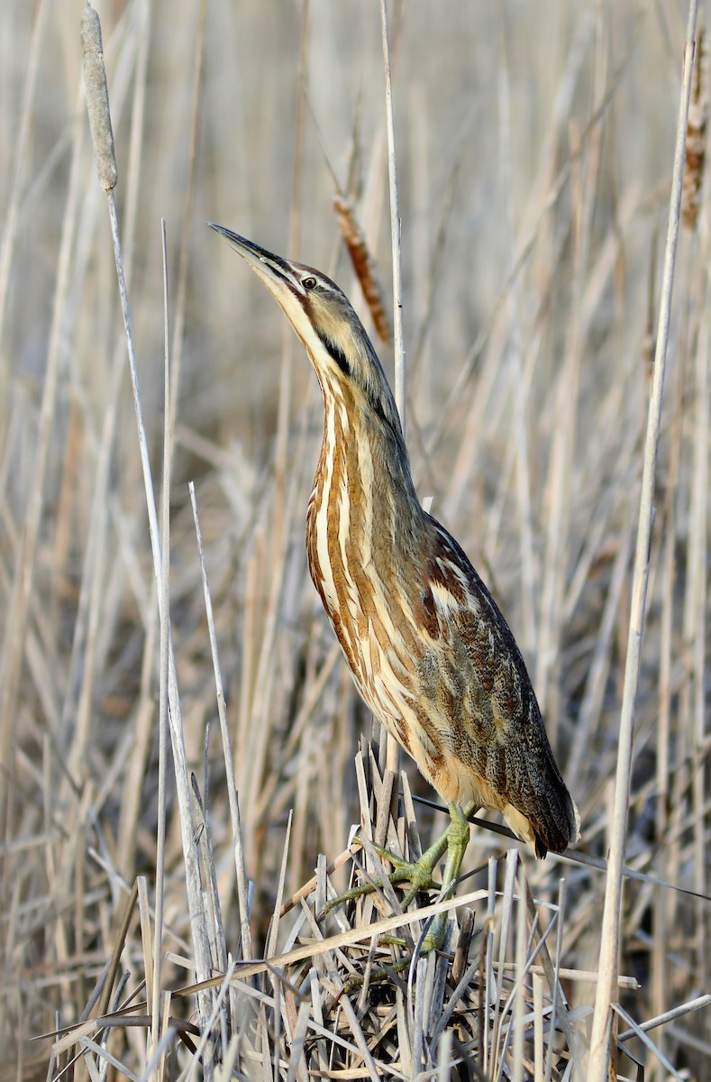 American Bittern - ML568142161