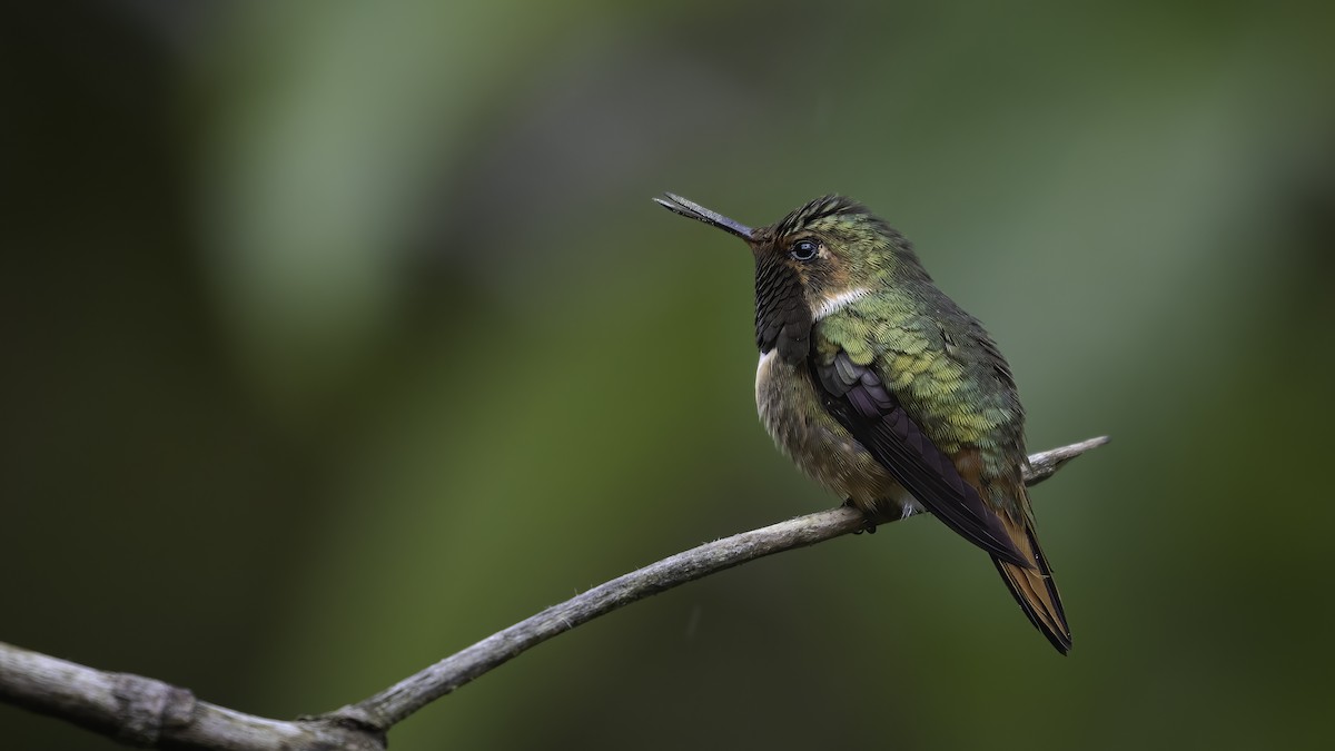 Scintillant Hummingbird - ML568142521