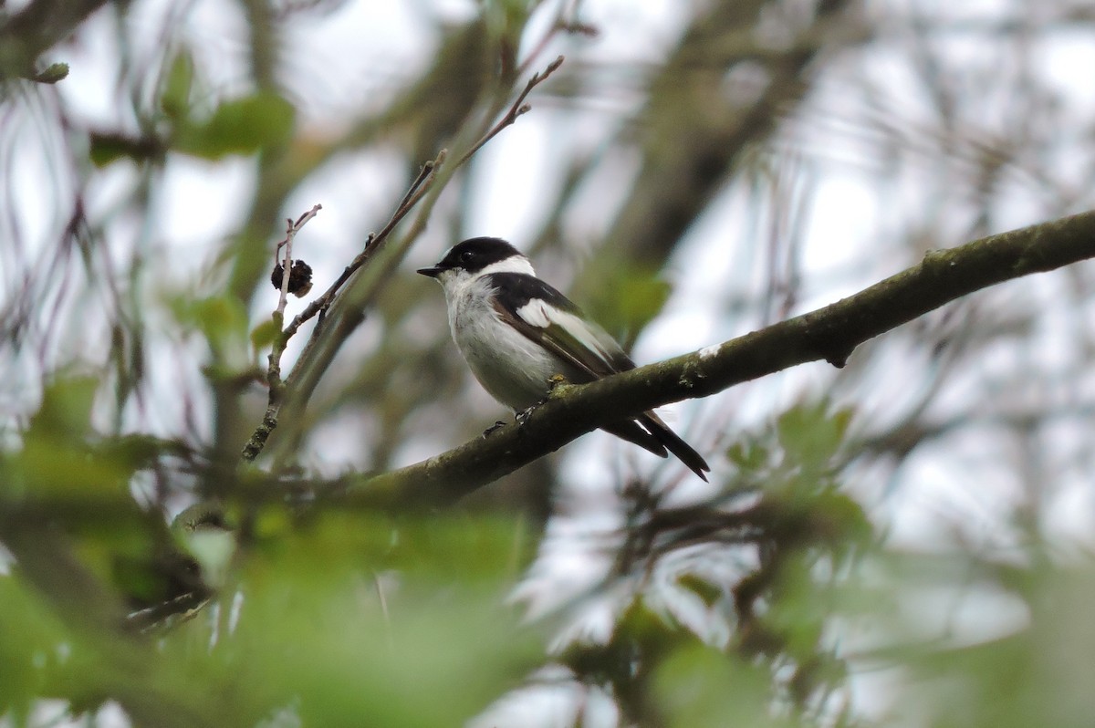 Collared Flycatcher - ML568142811