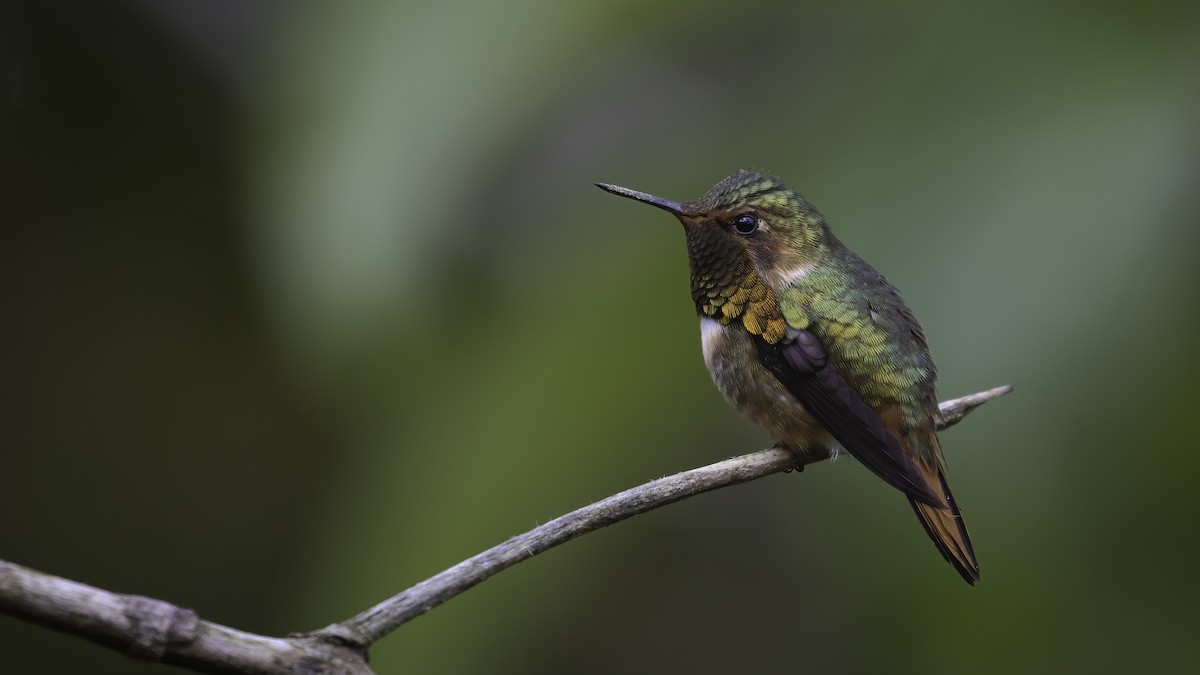 Scintillant Hummingbird - ML568142851