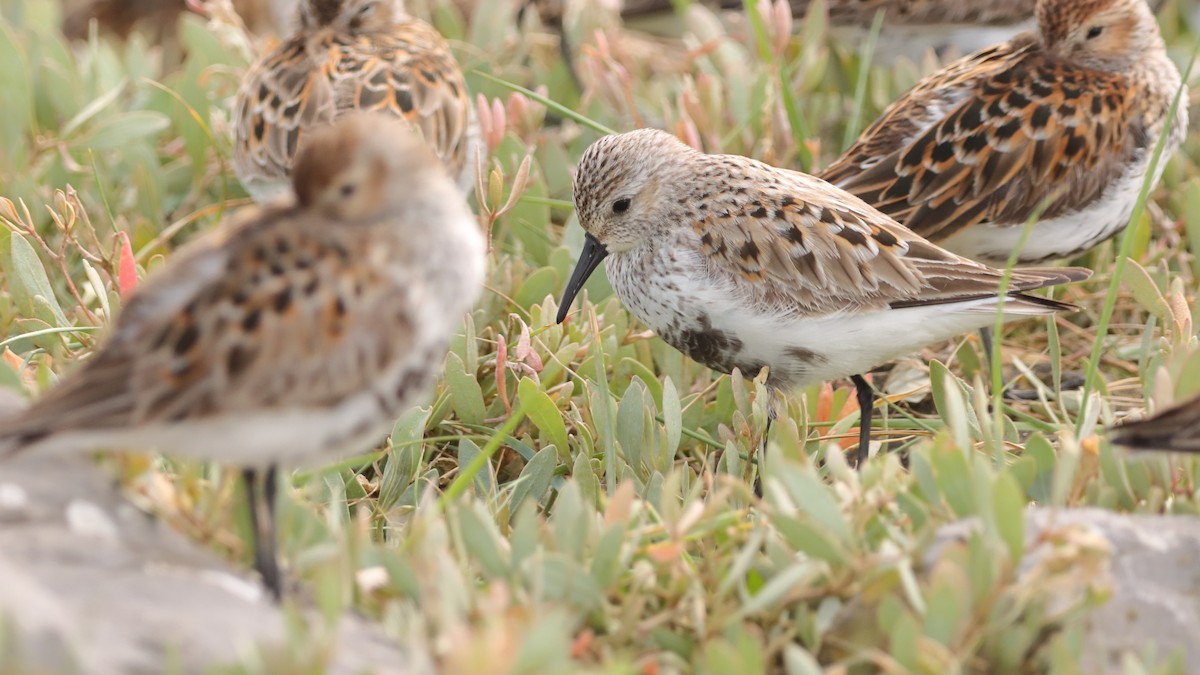 Dunlin (arctica) - Gonzalo Pardo