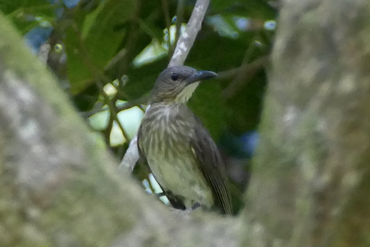 Bulbul de Siquijor (cinereiceps) - ML568144891