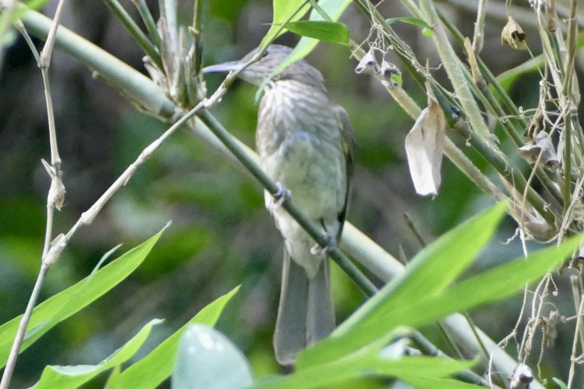 Streak-breasted Bulbul (Tablas) - ML568144901