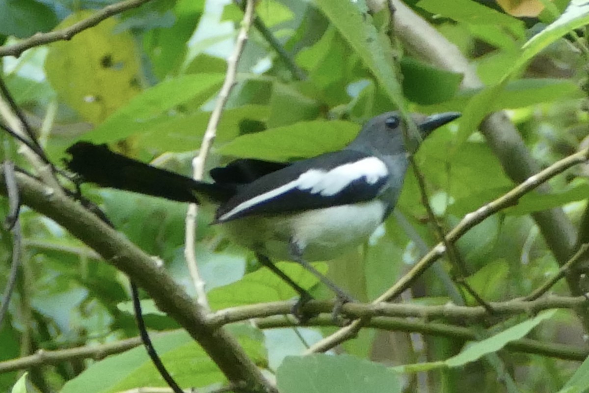 Philippine Magpie-Robin - Peter Kaestner