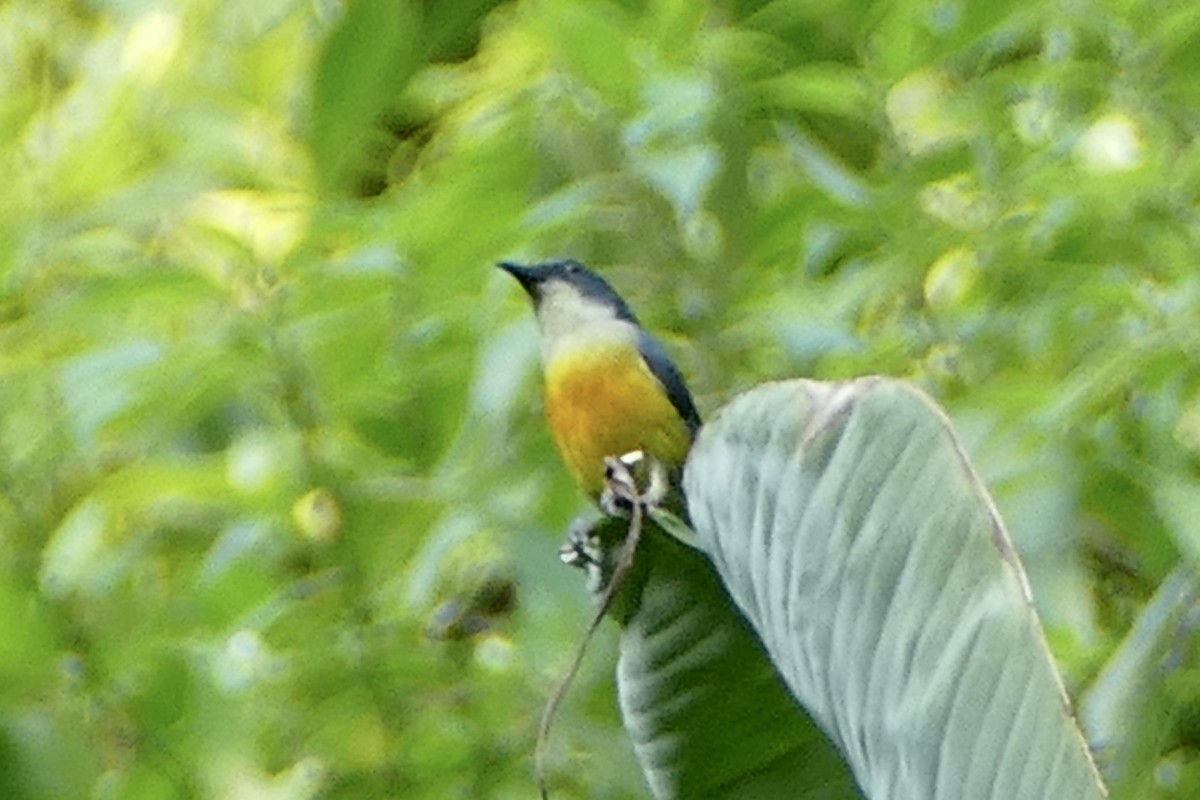 Orange-bellied Flowerpecker - ML568145121