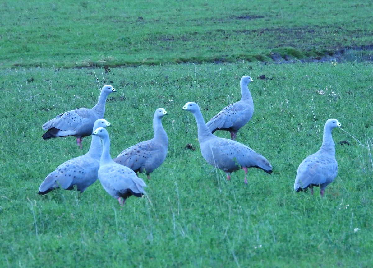 Cape Barren Goose - Gordon Rich