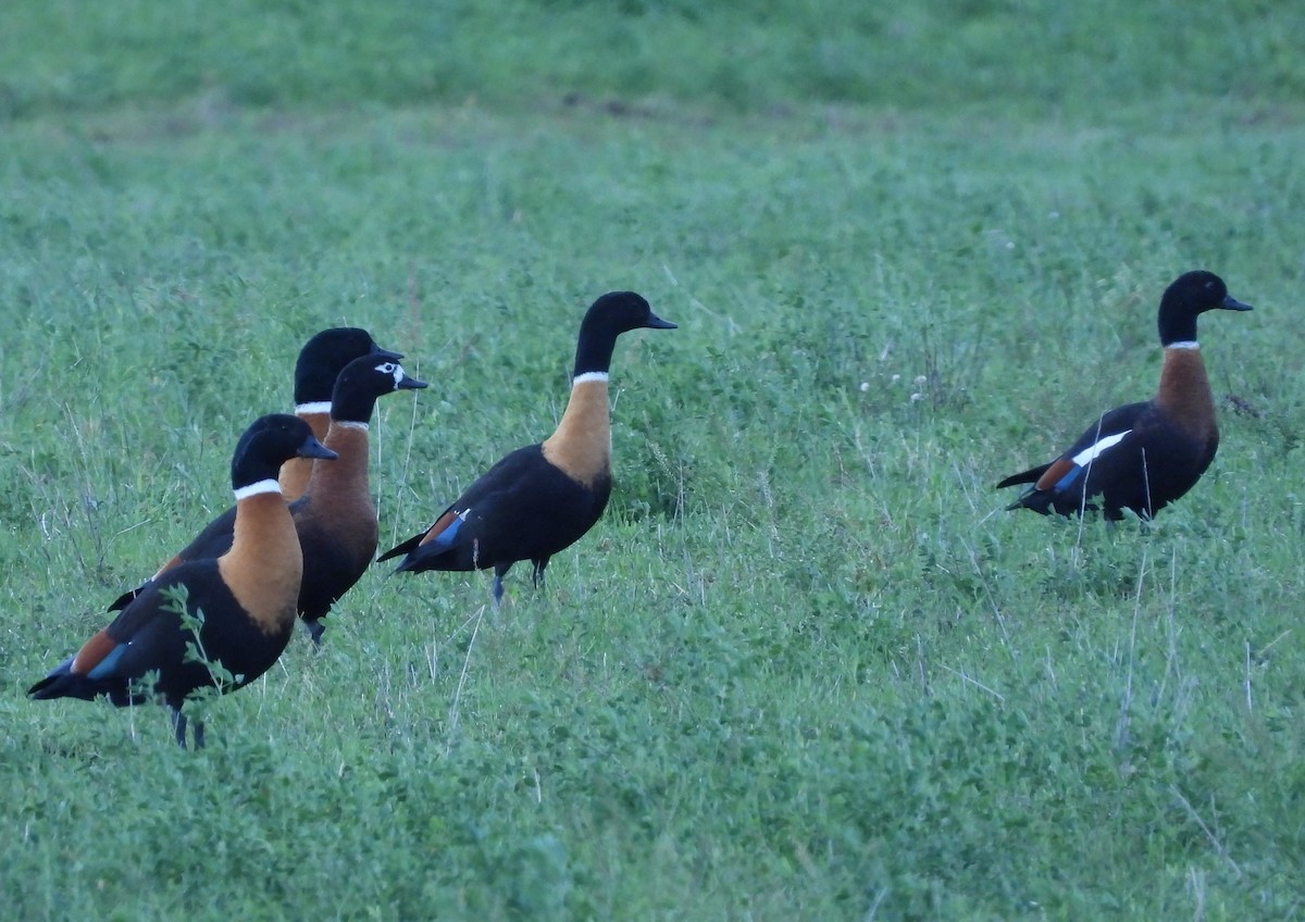 Australian Shelduck - ML568145401