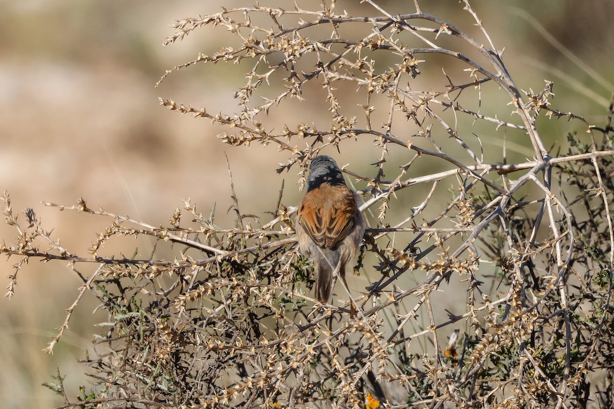 Spectacled Warbler - ML568145671