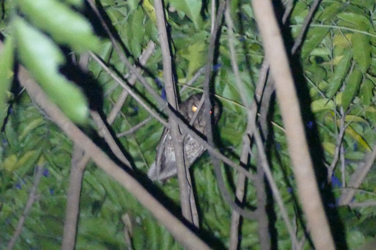 Mantanani Scops-Owl - ML568145721