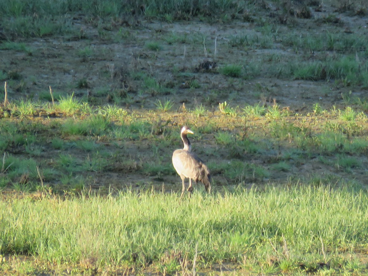 Common Crane - ML568146821